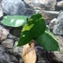Kép 22/22 - Syngonium chiapense variegata