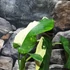 Kép 4/22 - Syngonium chiapense variegata