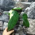 Kép 13/22 - Syngonium chiapense variegata