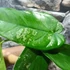 Kép 6/22 - Syngonium chiapense variegata