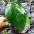 Kép 11/22 - Syngonium chiapense variegata