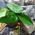Kép 12/22 - Syngonium chiapense variegata