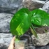 Kép 16/22 - Syngonium chiapense variegata