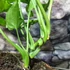 Kép 4/11 - Syngonium 'Green Splash'
