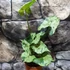Kép 2/11 - Syngonium 'Green Splash'