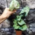 Kép 3/11 - Syngonium 'Green Splash'