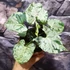 Kép 5/11 - Syngonium 'Green Splash'
