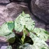 Kép 6/11 - Syngonium 'Green Splash'