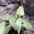 Kép 7/11 - Syngonium 'Green Splash'