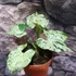 Kép 9/11 - Syngonium 'Green Splash'