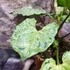 Kép 10/11 - Syngonium 'Green Splash'