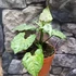 Kép 1/11 - Syngonium 'Green Splash'