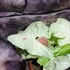 Kép 5/16 - Syngonium 'Milk Confetti'
