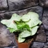Kép 2/16 - Syngonium 'Milk Confetti'
