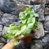 Kép 8/16 - Syngonium 'Milk Confetti'