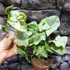 Kép 7/16 - Syngonium 'Milk Confetti'