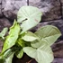Kép 10/16 - Syngonium 'Milk Confetti'