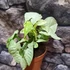 Kép 11/16 - Syngonium 'Milk Confetti'