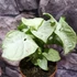 Kép 9/16 - Syngonium 'Milk Confetti'