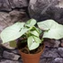 Kép 12/16 - Syngonium 'Milk Confetti'