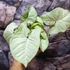 Kép 13/16 - Syngonium 'Milk Confetti'
