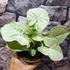 Kép 14/16 - Syngonium 'Milk Confetti'
