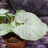 Kép 15/16 - Syngonium 'Milk Confetti'