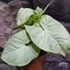 Kép 1/16 - Syngonium 'Milk Confetti'
