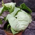 Kép 16/16 - Syngonium 'Milk Confetti'