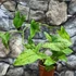 Kép 2/11 - Syngonium 'Mottled Mojito'