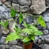 Kép 3/11 - Syngonium 'Mottled Mojito'