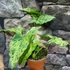 Kép 1/11 - Syngonium 'Mottled Mojito'