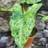 Kép 4/11 - Syngonium 'Mottled Mojito'
