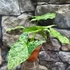 Kép 5/11 - Syngonium 'Mottled Mojito'