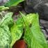 Kép 6/11 - Syngonium 'Mottled Mojito'