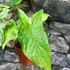 Kép 7/11 - Syngonium 'Mottled Mojito'