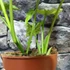 Kép 8/11 - Syngonium 'Mottled Mojito'