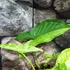 Kép 9/11 - Syngonium 'Mottled Mojito'