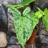 Kép 10/11 - Syngonium 'Mottled Mojito'