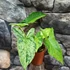 Kép 11/11 - Syngonium 'Mottled Mojito'
