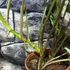 Kép 3/12 - Syngonium 'Three Kings'