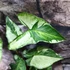 Kép 5/12 - Syngonium 'Three Kings'