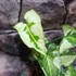 Kép 4/12 - Syngonium 'Three Kings'
