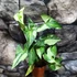 Kép 2/12 - Syngonium 'Three Kings'