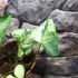 Kép 7/12 - Syngonium 'Three Kings'