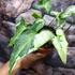 Kép 8/12 - Syngonium 'Three Kings'