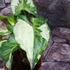 Kép 6/12 - Syngonium 'Three Kings'
