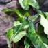 Kép 9/12 - Syngonium 'Three Kings'