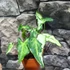 Kép 10/12 - Syngonium 'Three Kings'