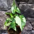 Kép 11/12 - Syngonium 'Three Kings'
